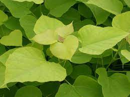 Our specials of the month may d. Gold Trompetenbaum Aurea Catalpa Bignonioides Aurea Baumschule Horstmann