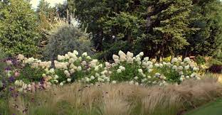 Kristina geiger | letzte aktualisierung: Hortensien Richtig Pflanzen Hortensientraume