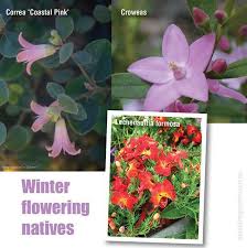 Flowering plants are probably the most popular types of plants to care for because of the beauty and splash of colour they bring to the surroundings. Winter Australian Natives About The Garden Magazine
