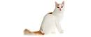 Turkish Van Cat Breed Information, Pictures ...