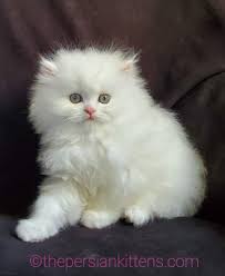 If you want to buy a cat, you'll need to know where to look and how to buy a cat that is healthy, friendly, and a good fit for your home. Kittens For Sale Near Me Cats For Sale The Persian Kittens