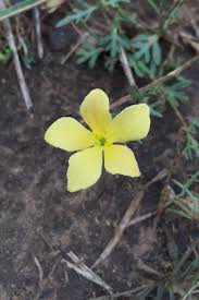 Image result for Menodora heterophylla