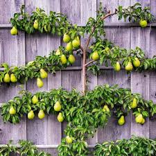 Espalier 101 Espalier Fruit Trees Fruit Garden Fruit Trees