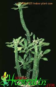 Image result for Monadenium lugardiae