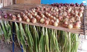 Cara menanam bawang merah tanpa tanah. Cara Menanam Bawang Merah Hidroponik Pot Untuk Pemula