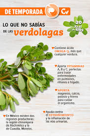 La VERDOLAGA es una planta comestible que aporta muchísimos beneficios a la  salud.🌿💚