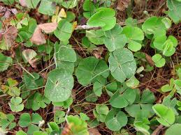 Image result for Marsilea macrocarpa