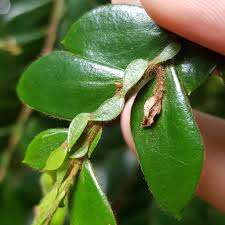 Image result for Anisophylleaceae