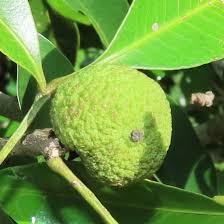 Image result for Vepris