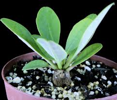 Image result for Euphorbia ramulosa
