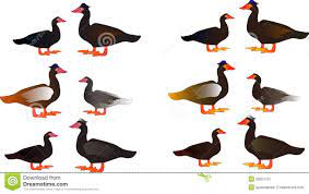 Muscovy Duck Decorative Stickers Stock Illustration Illustration Of Backgrounds Domestic 39551727