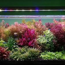 25 Stems Live Aquarium Plants Package 5 Different Species Nice Etsy Live Aquarium Plants Planted Aquarium Live Aquarium