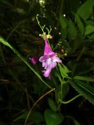Image result for Strobilanthes hamiltoniana