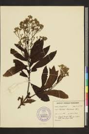 Image result for Monosis