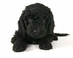 Black Labradoodle Pup Ours Will Be Coming Home To Us In The Next Few Weeks Labradoodle Welpen Schwarzer Labradoodle Labradoodle