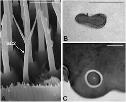 He enjoys blogging about natural pest. Insects Free Full Text Andean Flora As A Source Of New Repellents Against Insect Pests Behavioral Morphological And Electrophysiological Studies On Sitophilus Zeamais Coleoptera Curculionidae Html