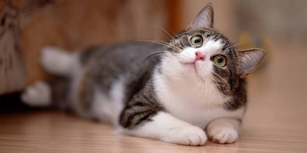 cat puns