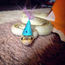 Snake Judy Snakes With Hats Pet Snake Cute Snake