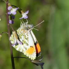 Image result for Anthephora cristata