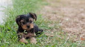 The havanese is a small but hardy dog who makes an ideal family companion. If You Re Looking For A Low Maintenance Dog These 10 Breeds Are Your Best Bet Small Family Dogs Low Maintenance Dog Breeds Dog Breeds