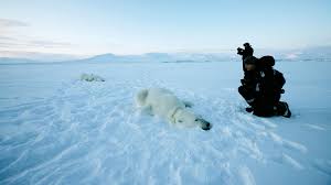 We did not find results for: L Ours Polaire Une Espece Prioritaire Wwf France