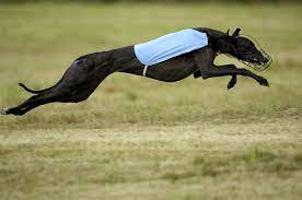 Ut enim ad minim veniam. Races Gone To The Dogs Bc Local News