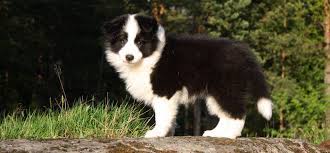 Rainbow border collie puppies colorado. Pin On Collies