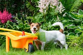 Lilies, for example, are deadly. Poisonous Plants For Dogs Cats And Other Pets The Old Farmer S Almanac