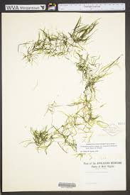 Image result for Potamogeton pusillus