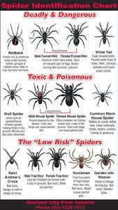 common spiders