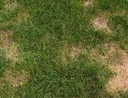 How To Identify Turf Disease