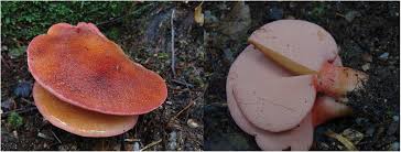 Image result for Porodisculus pendulus