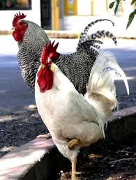 Chickens By Thewoodgirl Chickens Fancy Chickens Chickens And Roosters