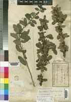 Image result for Gymnosporia arbutifolia