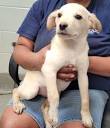 Christian County Animal Shelter - Meet Kennedy! This tiny tot is a ...