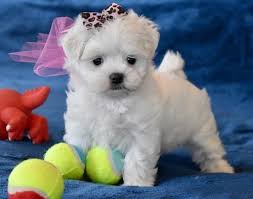 Dogs and puppies cats and kittens horses rabbits birds snakes. Maltese Puppies For Sale Austin Tx 295503 Petzlover