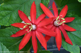 Image result for Passiflora vitifolia