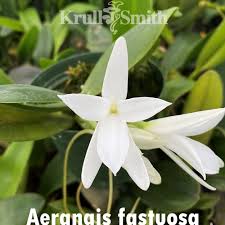 Image result for Aerangis