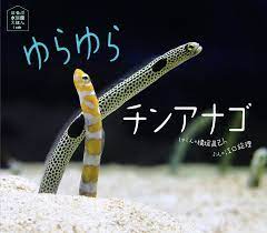 Yurayura Chin'anago (Horupu Suizokukan e Hon) [Spotted Garden Eel] | NHBS  Academic & Professional Books