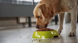 dog nutrition