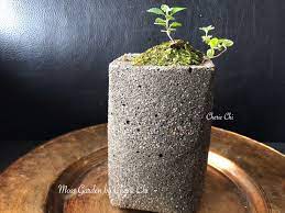 diy and planting moss 要怎麼收穫先那麼栽20200623 moss garden indoor garden perfect garden