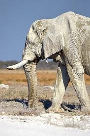 Mother elephants carry baby elephants in their tummies for 2 years. African Elephant Wikipedia