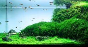 In this article we have compiled 11 best aquarium carpet plants that are beginner some aquarists prepare the substrate by combining nutrients with different types of suitable sands for getting better results. Carpeting Plants Without Co2 Step By Step Guide Updated