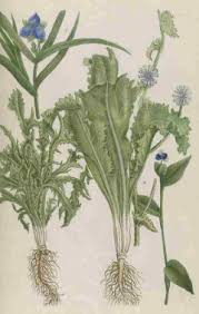 Image result for Cichorium
