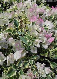 Pin On Plants That I Love