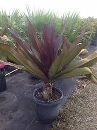 Some old and established bulbs can be huge, weighing up to 40 lbs; Plantant Garden Landscaping Backyard Landscaping Garden Design