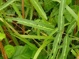 Image result for Uraria