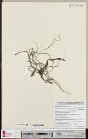 Image result for Diaphananthe sarcophylla