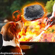 Can Dogs Eat Charcoal Dog Leash Pro