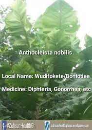 Image result for Anthocleista